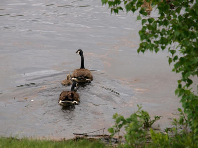 A nice day for a swim