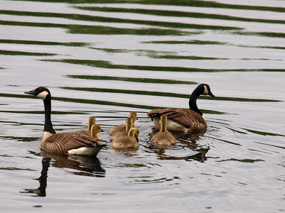 But, I want to go that way....