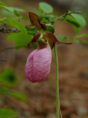 Pink ladyslipper
