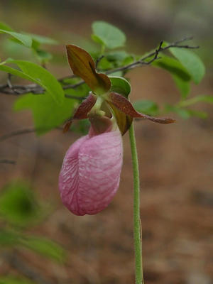 Pink ladyslipper #2