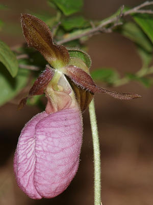 Pink ladyslipper #4
