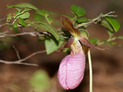 Pink ladyslipper #5