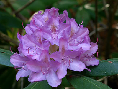 Azaleas