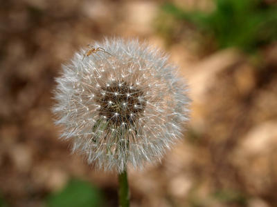 Dandelion and spider