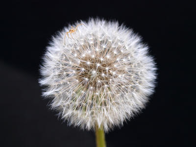 Dandelion and spider #2