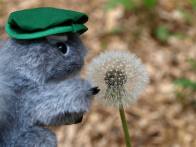 Squirrel photographer