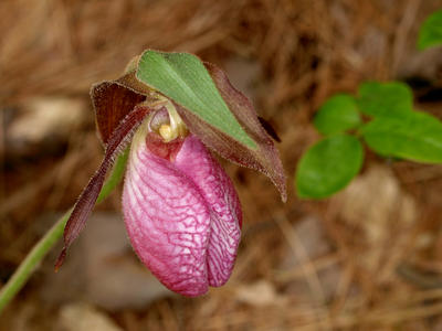 Pink ladyslipper #6
