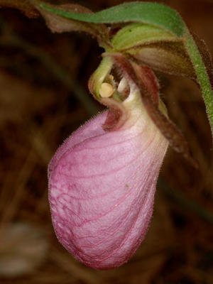 Pink ladyslipper #7