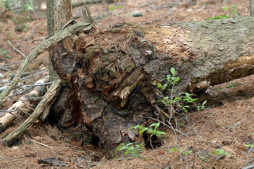 Tree stump