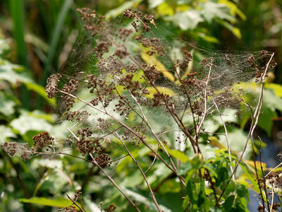 Spider web