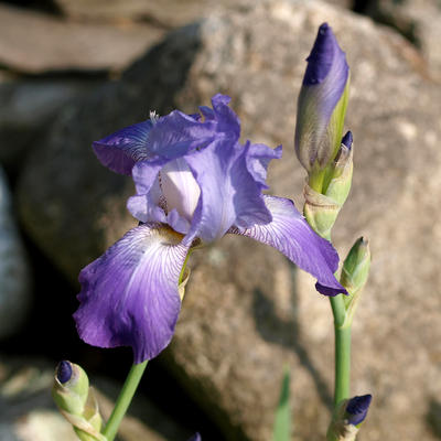 Once and future iris