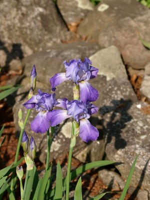 Irises