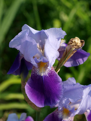 Iris