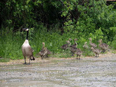 Goose and goslings #3