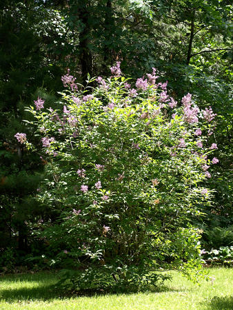 Lilac bush
