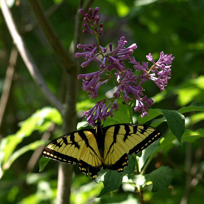 Butterflies love lilac