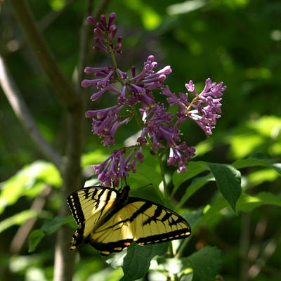Butterflies love lilac #2