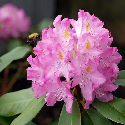 Bees love azaleas