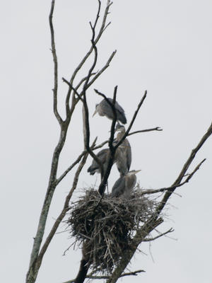 Herons #2