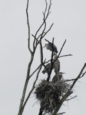 Herons #3