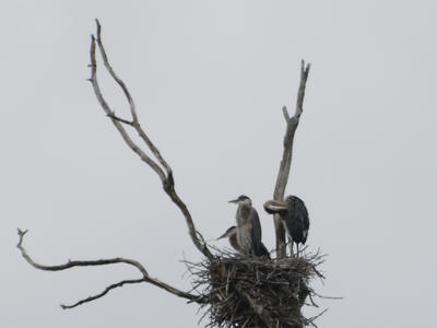 Herons #6