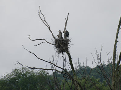 Herons #7