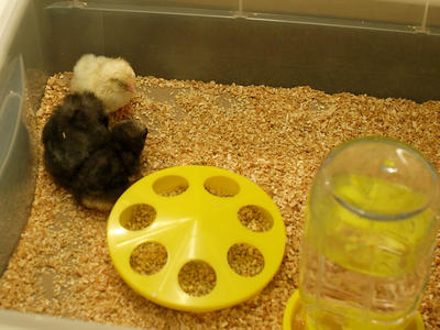 New chicks