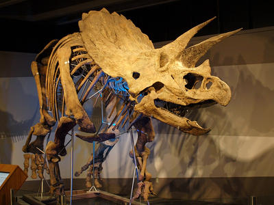Triceratops