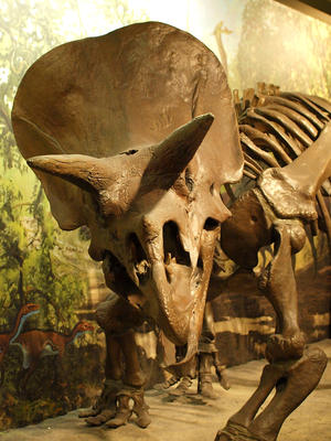 I have a bone to pick with you