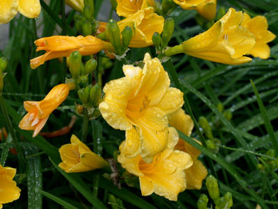 Daffodils after the rain