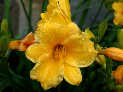 Daffodils after the rain #2