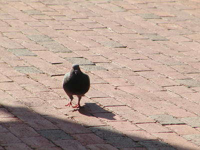 Pidgeon