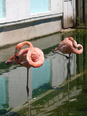 Pink flamingo