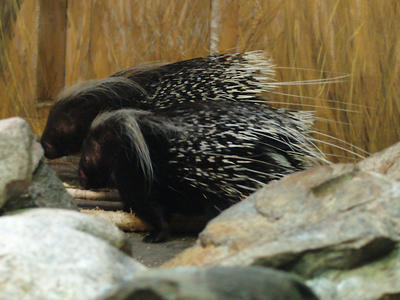 Porcupine