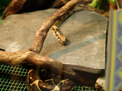 Red-tailed boa constrictor