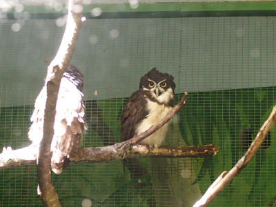 Spectacled owl