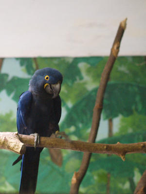 Hyacinth macaw