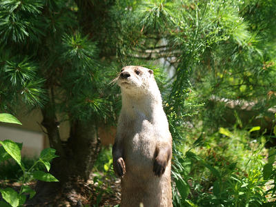 River otter