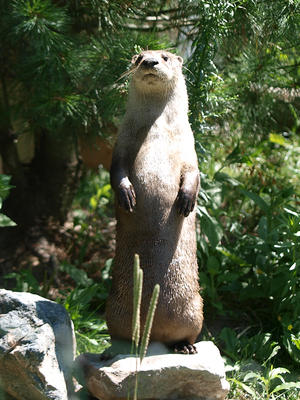 River otter #2
