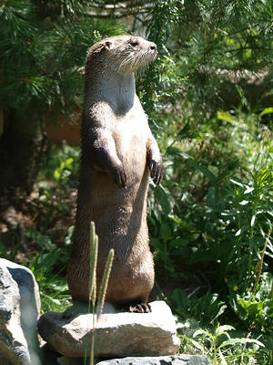 River otter #3