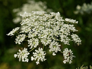 Queen Anne's Lace