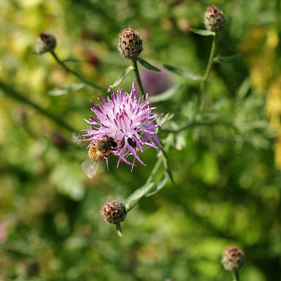 Bee on clover