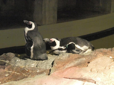 Penguins