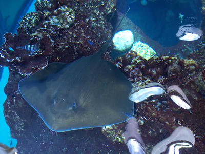 Giant ray #2