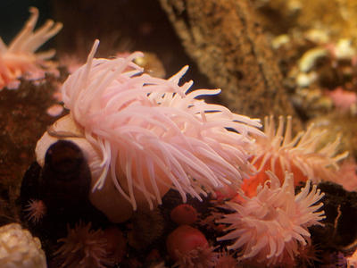 Sea anemones