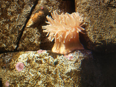 Sea anemones #3