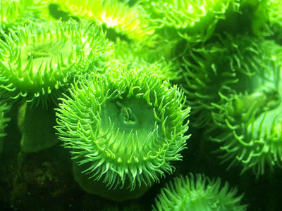 Sea anemones #5