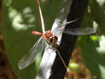 Dragonfly