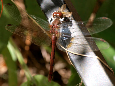 Dragonfly #5