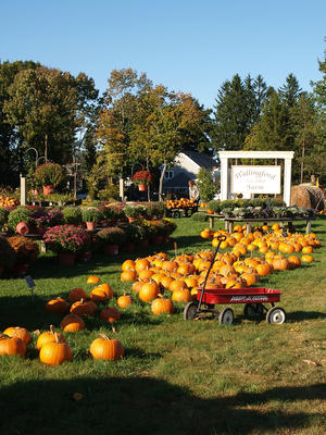 Pumpkins for sale